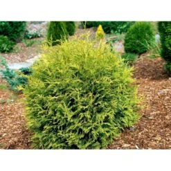 Thuja 'Golden Globe' Thuja Occidentalis 'Golden Globe'(dværgform) Potte 3,0 Liter,- 25-30 Cm. -Montoz Butik mi2585 thuja occidentalis golden globe 26f1