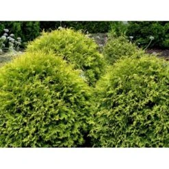 Thuja 'Golden Globe' Thuja Occidentalis 'Golden Globe'(dværgform) Potte 3,0 Liter,- 25-30 Cm. -Montoz Butik mi2585 thuja occidentalis golden globe b071