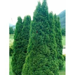 Almindelig Thuja 'Holmstrup' Thuja Occidentalis 'Holmstrup' Potte 3,0 Liter,- 40-60 Cm. -Montoz Butik mi2586 thuja occidentalis holmstrup 4bbb