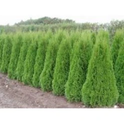 Almindelig Thuja 'Smaragd' Thuja Occidentalis 'Smaragd' Potte 10 Liter,- 125-150 Cm. -Montoz Butik mi2587 thuja occidentalis smaragd efeb