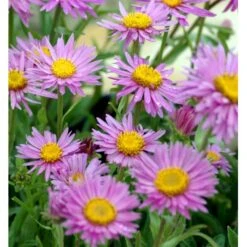 Alpeasters 'Happy End' Aster Alpinus 'Happy End' 9 Cm. Potte -Montoz Butik mi259 aster alpinus happy end 3b8f