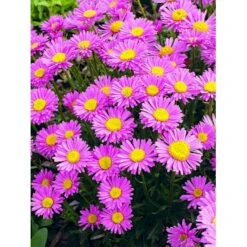 Alpeasters 'Happy End' Aster Alpinus 'Happy End' 9 Cm. Potte -Montoz Butik mi259 aster alpinus happy end 6613