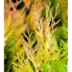 Kæmpethuja '4ever Goldy' Thuja Plicata '4ever Goldy' Potte 2,0 Liter,- 20-25 Cm. -Montoz Butik mi2601 thuja plicata 4ever goldy 7384