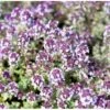 Citrontimian 'Silver Queen' Thymus Citriodorus 'Silver Queen' 10 Cm. Potte -Montoz Butik mi2617 thymus citriodorus silver queen bffe