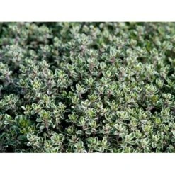 Citrontimian 'Silver Queen' Thymus Citriodorus 'Silver Queen' 10 Cm. Potte -Montoz Butik mi2617 thymus citriodorus silver queen ef53