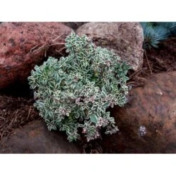 Citrontimian 'Silver Queen' Thymus Citriodorus 'Silver Queen' 10 Cm. Potte -Montoz Butik mi2617 thymus citriodorus silver queen f6cc