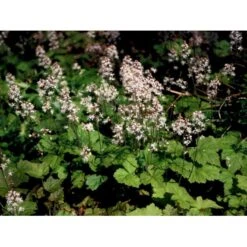 Almindelig Skumblomst Tiarella Cordifolia 1 Liter Potte 16 Almindelig Skumblomst Tiarella Cordifolia 1 Liter Potte -Montoz Butik mi2625 tiarella cordifolia 0a14