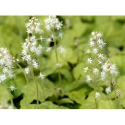 Almindelig Skumblomst Tiarella Cordifolia 1 Liter Potte 15 Almindelig Skumblomst Tiarella Cordifolia 1 Liter Potte -Montoz Butik mi2625 tiarella cordifolia 52b0