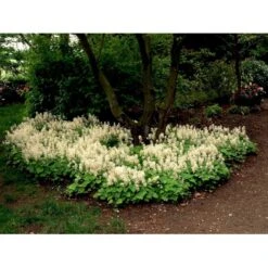 Almindelig Skumblomst Tiarella Cordifolia 1 Liter Potte 17 Almindelig Skumblomst Tiarella Cordifolia 1 Liter Potte -Montoz Butik mi2625 tiarella cordifolia 7419