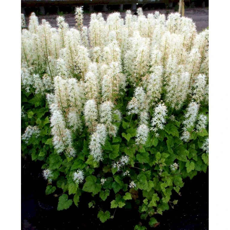 Almindelig Skumblomst Tiarella Cordifolia 1 Liter Potte 6 Almindelig Skumblomst Tiarella Cordifolia 1 Liter Potte - Billede 4