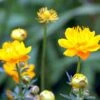 Kinesisk Engblomme 'Golden Queen' Trollius Chinensis 'Golden Queen' 1 Liter Potte -Montoz Butik mi2679 trollius chinensis golden queen 25fa