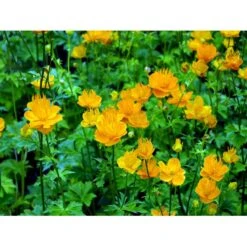 Kinesisk Engblomme 'Golden Queen' Trollius Chinensis 'Golden Queen' 1 Liter Potte -Montoz Butik mi2679 trollius chinensis golden queen 6aa8