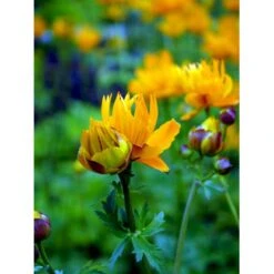 Kinesisk Engblomme 'Golden Queen' Trollius Chinensis 'Golden Queen' 1 Liter Potte -Montoz Butik mi2679 trollius chinensis golden queen 7e58