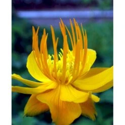 Kinesisk Engblomme 'Golden Queen' Trollius Chinensis 'Golden Queen' 1 Liter Potte -Montoz Butik mi2679 trollius chinensis golden queen bfe5