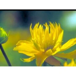 Kinesisk Engblomme 'Golden Queen' Trollius Chinensis 'Golden Queen' 1 Liter Potte -Montoz Butik mi2679 trollius chinensis golden queen e74a