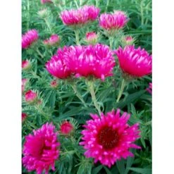 Høstasters 'Alma Pötschke' Aster Novae-angliae 'Alma Pötschke' 1 Liter Potte -Montoz Butik mi267 aster novae angliae alma poetschke 4db2