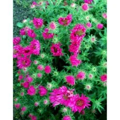 Høstasters 'Alma Pötschke' Aster Novae-angliae 'Alma Pötschke' 1 Liter Potte -Montoz Butik mi267 aster novae angliae alma poetschke 55b8