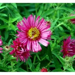 Høstasters 'Alma Pötschke' Aster Novae-angliae 'Alma Pötschke' 1 Liter Potte -Montoz Butik mi267 aster novae angliae alma poetschke ac30