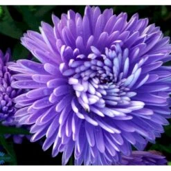 Høstaster 'Marie Ballard' Aster Novi-belgii 'Marie Ballard' 1 Liter Potte -Montoz Butik mi268 aster novi belgii marie ballard ddcb