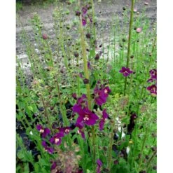 Purpurkongelys Verbascum Phoeniceum 'Violetta' 1 Liter Potte -Montoz Butik mi2695 verbascum phoeniceum violetta 5b2b