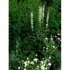 Mørk Kongelys Verbascum Nigrum 'Album' 1 Liter Potte -Montoz Butik mi2698 verbascum nigrum album dcde