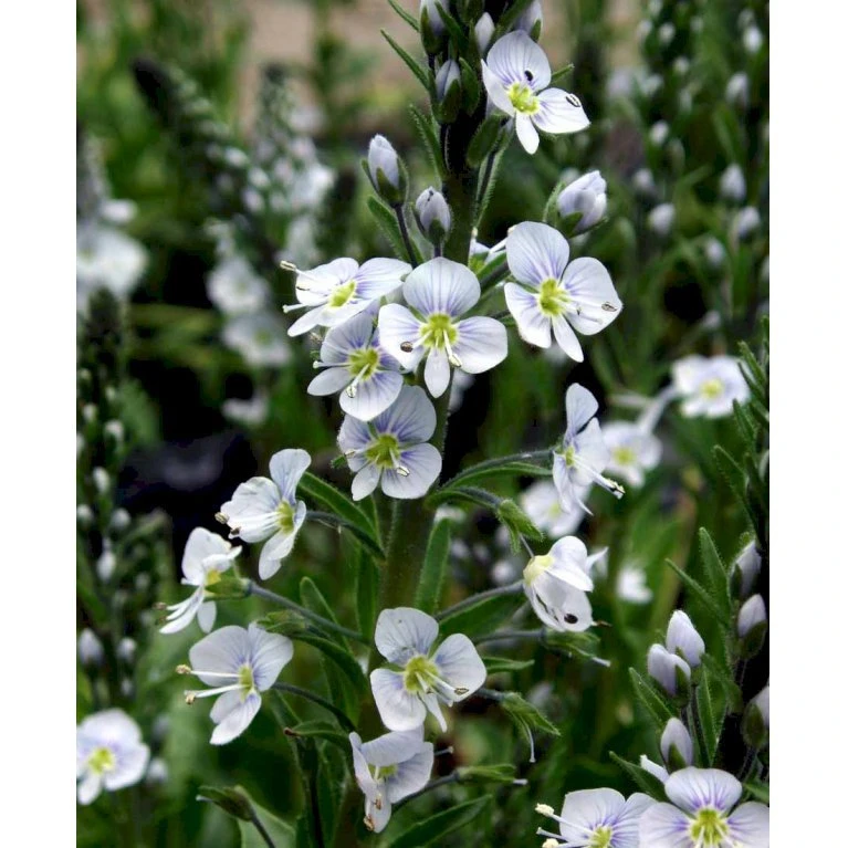 Porcelæns-Ærenspris 'Robusta' Veronica Gentianoides 'Robusta' 1 Liter Potte 5 Porcelæns-Ærenspris 'Robusta' Veronica Gentianoides 'Robusta' 1 Liter Potte - Billede 3