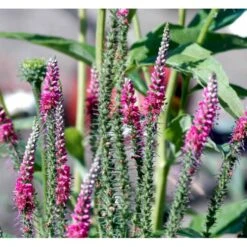 Aks Ærenpris 'Rotfuchs' Veronica Spicata 'Rotfuchs' 1 Liter Potte 8 Aks Ærenpris 'Rotfuchs' Veronica Spicata 'Rotfuchs' 1 Liter Potte -Montoz Butik mi2711 veronica spicata rotfuchs a2ba