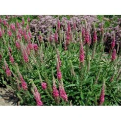 Aks Ærenpris 'Rotfuchs' Veronica Spicata 'Rotfuchs' 1 Liter Potte 9 Aks Ærenpris 'Rotfuchs' Veronica Spicata 'Rotfuchs' 1 Liter Potte -Montoz Butik mi2711 veronica spicata rotfuchs fa69