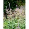 Virginsk Ærenpris 'Apollo' Veronicastrum Virginicum 'Apollo' Potte 2 Liter. 1 Virginsk Ærenpris 'Apollo' Veronicastrum Virginicum 'Apollo' Potte 2 Liter. -Montoz Butik mi2713 veronicastrum virginicum 663e