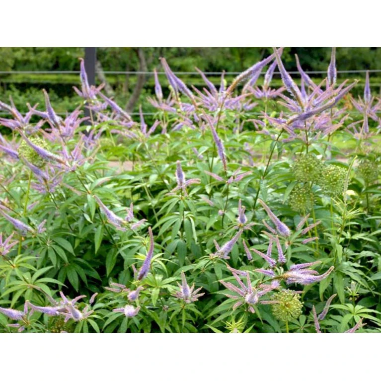 Virginsk Ærenpris 'Apollo' Veronicastrum Virginicum 'Apollo' Potte 2 Liter. 5 Virginsk Ærenpris 'Apollo' Veronicastrum Virginicum 'Apollo' Potte 2 Liter. - Billede 3