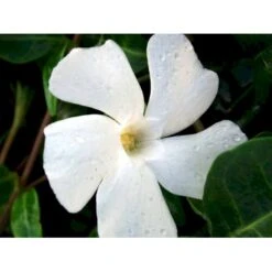 Vintergrøn 'Alba' Vinca Minor 'Alba' 10 Cm. Potte -Montoz Butik mi2749 vinca minor alba 814f