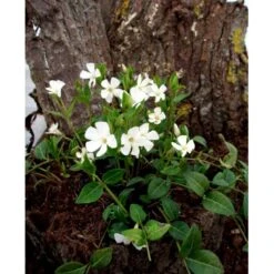 Vintergrøn 'Alba' Vinca Minor 'Alba' 10 Cm. Potte -Montoz Butik mi2749 vinca minor alba 8da0