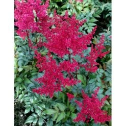 Astilbe 'Montgomery' Astilbe Japonica 'Montgomery' 1 Liter Potte -Montoz Butik mi274 astilbe montgomery 7b86