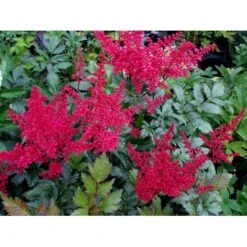 Astilbe 'Montgomery' Astilbe Japonica 'Montgomery' 1 Liter Potte -Montoz Butik mi274 astilbe montgomery c90f