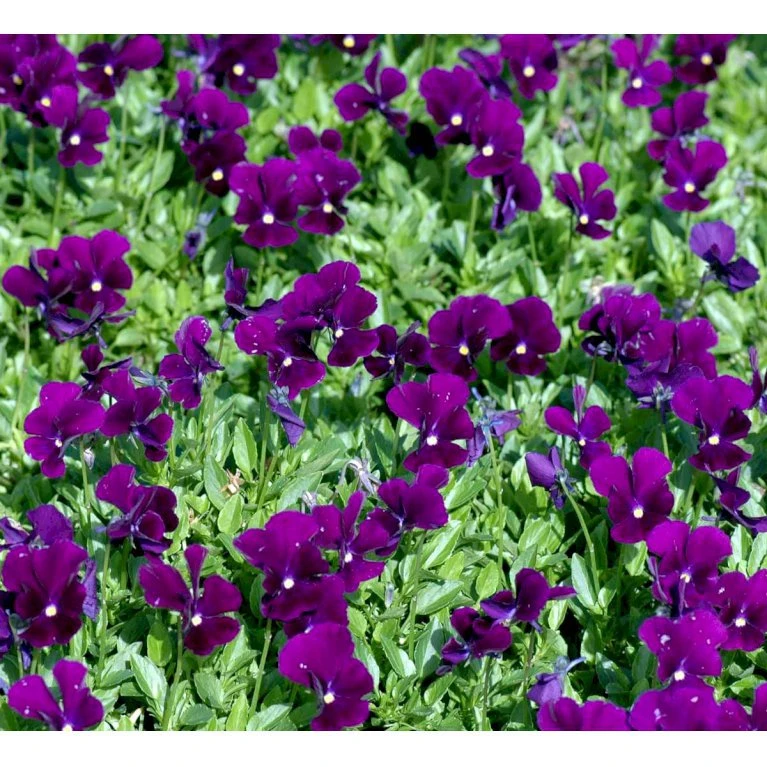 Hornviol 'Germanica' Viola Cornuta 'Germanica' 10 Cm. Potte 5 Hornviol 'Germanica' Viola Cornuta 'Germanica' 10 Cm. Potte - Billede 3