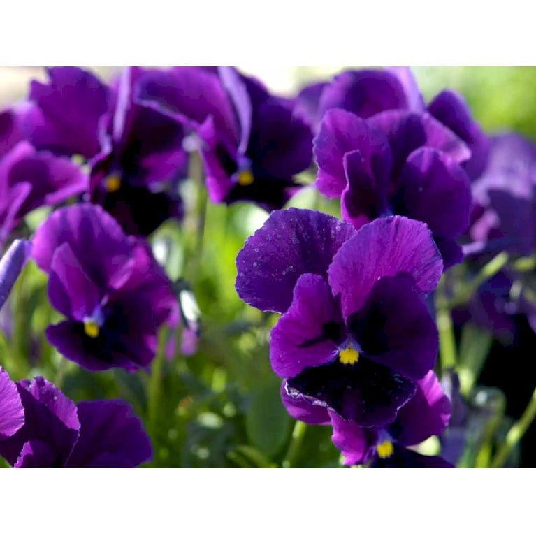 Hornviol 'Germanica' Viola Cornuta 'Germanica' 10 Cm. Potte 6 Hornviol 'Germanica' Viola Cornuta 'Germanica' 10 Cm. Potte - Billede 4