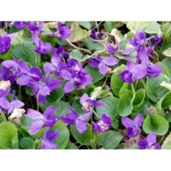 Martsviol 'Königin Charlotte' Viola Odorata 'Königin Charlotte' 10 Cm. Potte -Montoz Butik mi2757 viola odorata koenigin charlotte 6387