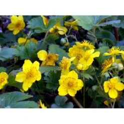 Guldjordbær Waldsteinia Ternata 10 Cm. Potte -Montoz Butik mi2761 waldsteinia ternata 820a