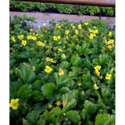 Guldjordbær Waldsteinia Ternata 10 Cm. Potte -Montoz Butik mi2761 waldsteinia ternata 8f4a