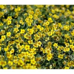 Guldjordbær Waldsteinia Ternata 10 Cm. Potte -Montoz Butik mi2761 waldsteinia ternata a4dc