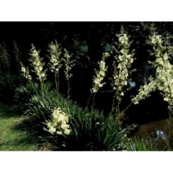 Palmelilje Yucca Filamentosa Potte 2 Liter. -Montoz Butik mi2768 yucca filamentosa 1b45