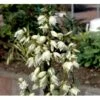 Palmelilje Yucca Filamentosa Potte 2 Liter. -Montoz Butik mi2768 yucca filamentosa cb3b