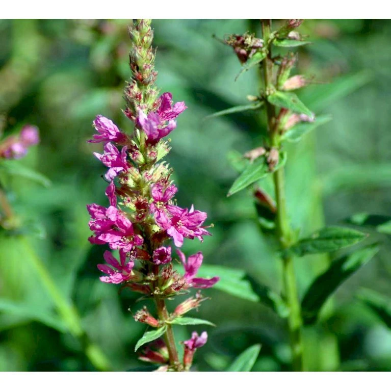Kattehale 'Robert' Lythrum Salicaria 'Robert' 1 Liter Potte 7 Kattehale 'Robert' Lythrum Salicaria 'Robert' 1 Liter Potte - Billede 5