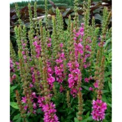 Kattehale 'Robert' Lythrum Salicaria 'Robert' 1 Liter Potte 15 Kattehale 'Robert' Lythrum Salicaria 'Robert' 1 Liter Potte -Montoz Butik mi2775 lythrum salicaria robert 3ae1