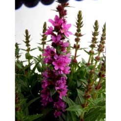 Kattehale 'Robert' Lythrum Salicaria 'Robert' 1 Liter Potte 11 Kattehale 'Robert' Lythrum Salicaria 'Robert' 1 Liter Potte -Montoz Butik mi2775 lythrum salicaria robert 6b56