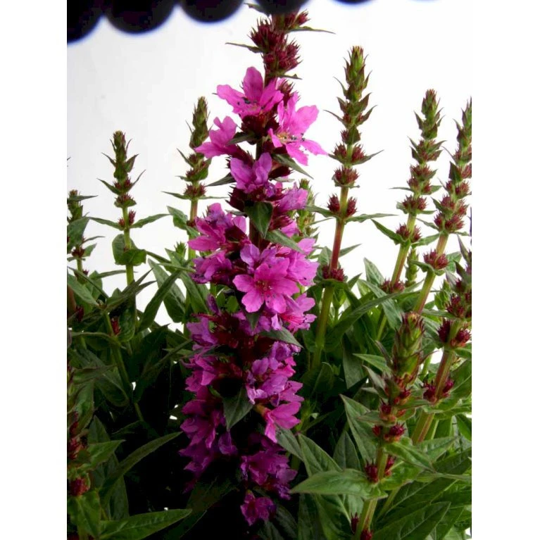 Kattehale 'Robert' Lythrum Salicaria 'Robert' 1 Liter Potte 5 Kattehale 'Robert' Lythrum Salicaria 'Robert' 1 Liter Potte - Billede 3