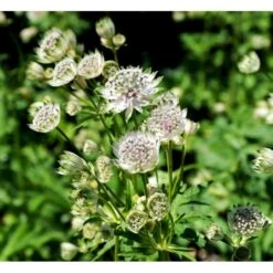 Stjerneskærm 'Snow Star'® Astrantia Major Ssp. Involucrata 'Snow Star'® 1 Liter Potte -Montoz Butik mi279 astrantia major alba 20f6