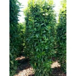 Kirsebærlaurbær 'Genolia' Prunus Laurocerasus 'Genolia' Potte 10 Liter,- 80-100 Cm. -Montoz Butik mi2852 prunus laurocerasus mano 0281 2