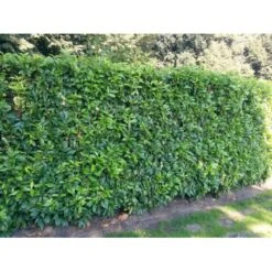 Kirsebærlaurbær 'Genolia' Prunus Laurocerasus 'Genolia' Potte 10 Liter,- 80-100 Cm. -Montoz Butik mi2852 prunus laurocerasus mano 7a16 2