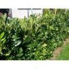 Kirsebærlaurbær 'Genolia' Prunus Laurocerasus 'Genolia' Med Klump,- 100-125 Cm. -Montoz Butik mi2852 prunus laurocerasus mano 9b3c 3
